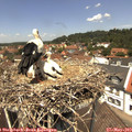 12_45-nest.jpg