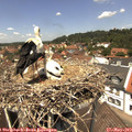 12_50-nest.jpg