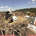 12_55-nest.jpg