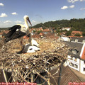 13_00-nest.jpg
