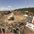 13_05-nest.jpg