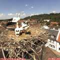 13_15-nest.jpg