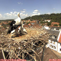 13_20-nest.jpg