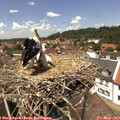13_25-nest.jpg