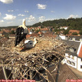 13_30-nest.jpg