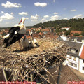 13_35-nest.jpg