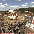 13_40-nest.jpg