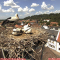 13_45-nest.jpg