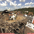 13_50-nest.jpg