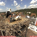 13_55-nest.jpg