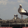 14_00-mast.jpg