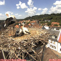 14_00-nest.jpg