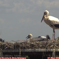 14_05-mast.jpg