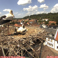 14_05-nest.jpg