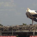 14_15-mast.jpg
