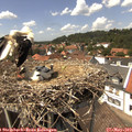 14_15-nest.jpg