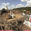 14_25-nest.jpg