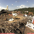 14_50-nest.jpg