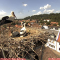 14_55-nest.jpg