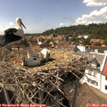 15_10-nest.jpg