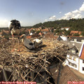 15_15-nest.jpg