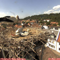 15_20-nest.jpg