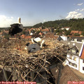 15_25-nest.jpg