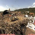 15_30-nest.jpg