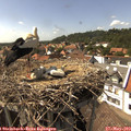 15_35-nest.jpg