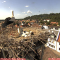 15_45-nest.jpg