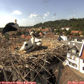 15_50-nest.jpg