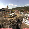 15_55-nest.jpg