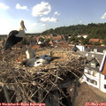 16_00-nest.jpg