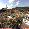 16_05-nest.jpg