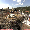 16_10-nest.jpg