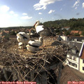 16_15-nest.jpg