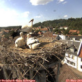 16_20-nest.jpg