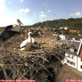 16_30-nest.jpg