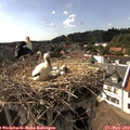 16_35-nest.jpg