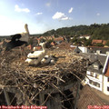 16_40-nest.jpg