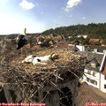 16_45-nest.jpg