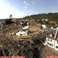16_50-nest.jpg