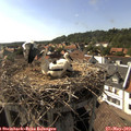 16_55-nest.jpg