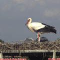 17_00-mast.jpg
