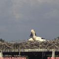 17_05-mast.jpg