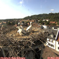 17_10-nest.jpg