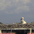 17_15-mast.jpg