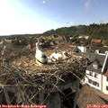 17_15-nest.jpg