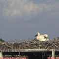17_30-mast.jpg