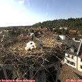 17_35-nest.jpg